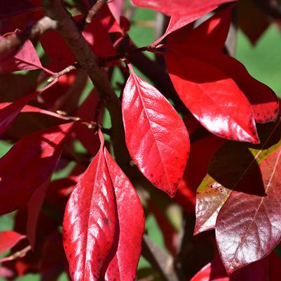 Nyssa sylvatica 'NSUHH' PP22951 