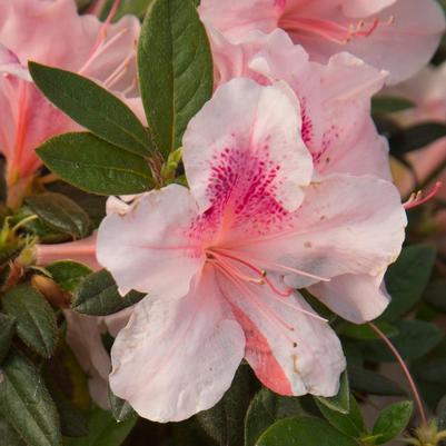 Rhododendron 'Robled' Autumn Chiffon™ Encore Azalea