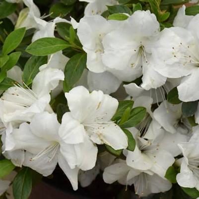 Rhododendron 'Roblev' Autumn Ivory® Encore Azalea