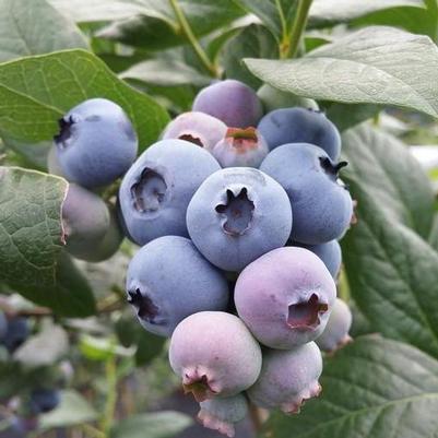 Vaccinium corymbosum Georgia Gem