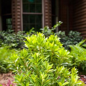 Illicium parviflorum BananAppeal&trade;
