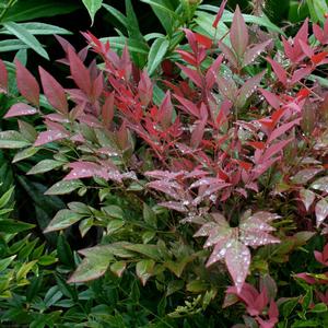 Nandina domestica Obsession&trade;