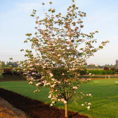 Cornus x 'Rutgan' 