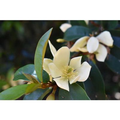 Magnolia figo Serendipity