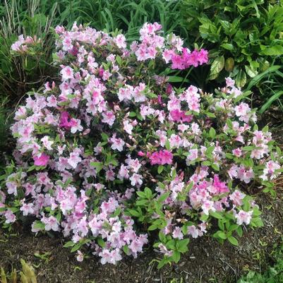 Rhododendron Hybrid 'Conlep' PP12133 Autumn Twist&reg; Encore Azalea