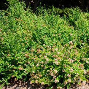 Abelia x chinensis Rose Creek