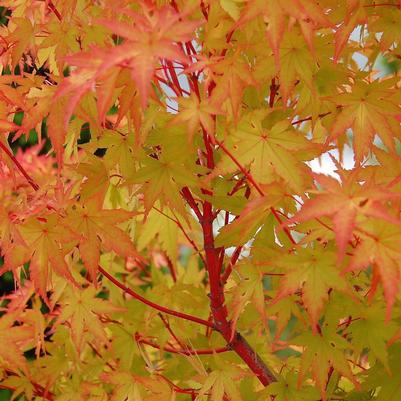 Acer palmatum Sango kaku