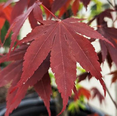 Acer palmatum var. atropurpureum Bloodgood