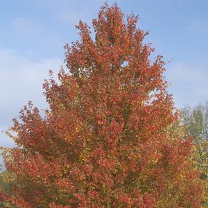 Acer rubrum Red Sunset®