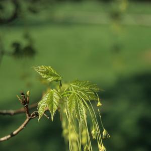 Acer saccharum Green Mountain