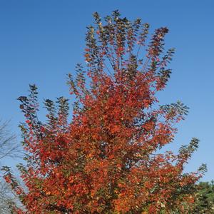 Acer x freemanii Autumn Blaze®