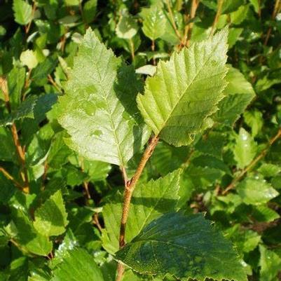Betula nigra Dura Heat®
