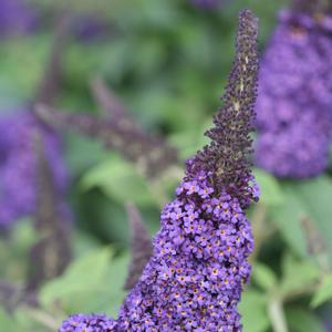 Buddleia Pugster Blue® 