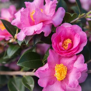 Camellia sasanqua Jessica's Ruffles™