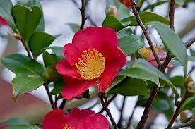 Camellia sasanqua Yuletide