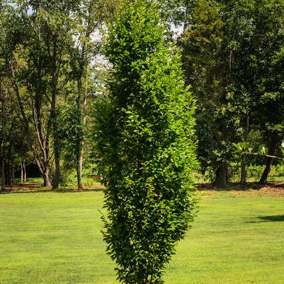 Carpinus betulus Fastigiata