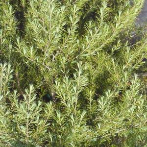 Cedrus deodara 