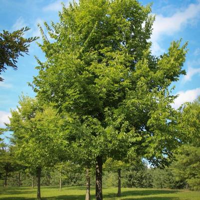 Celtis occidentalis 