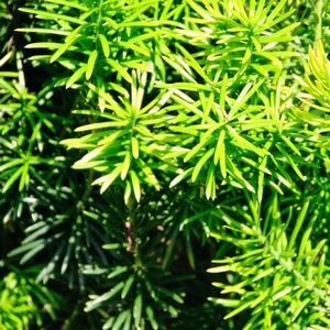 Cephalotaxus harringtonia Fastigiata