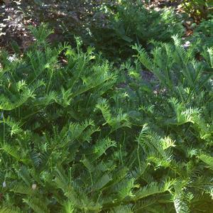 Cephalotaxus harringtonia Prostrata