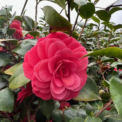 Camellia japonica Early Autumn Camellia