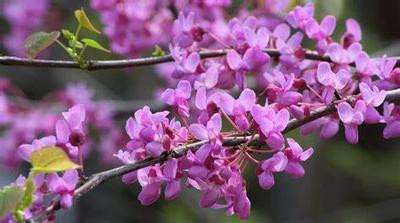 Cercis canadensis 