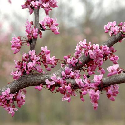 Cercis canadensis Forest Pansy