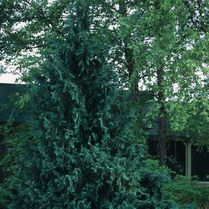 Chamaecyparis obtusa Gracilis