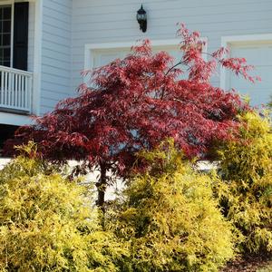 Chamaecyparis pisifera Golden Mop