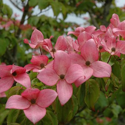 Cornus florida var. rubra 
