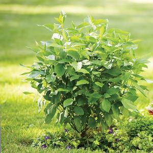 Cornus stolonifera Arctic Fire® Red