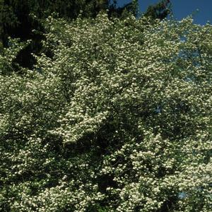 Crataegus viridis Winter King