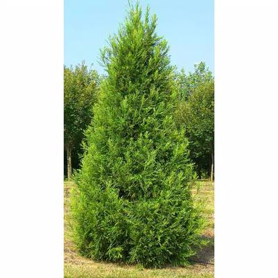 Cryptomeria japonica Yoshino