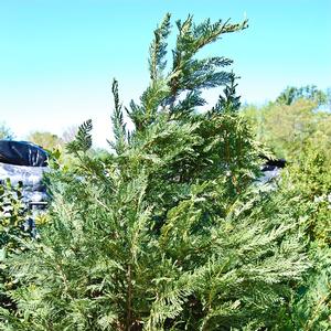 Cupressocyparis leylandii 