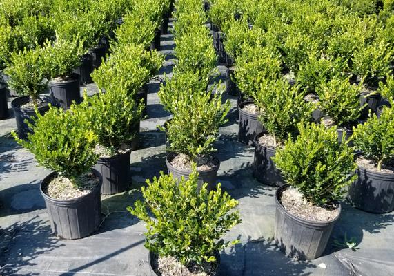 Winter Green Boxwood