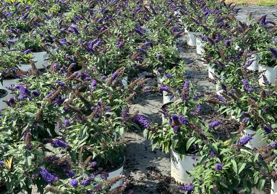Pugster Blue Butterfly Bush