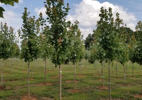 Field Grown Trees 1