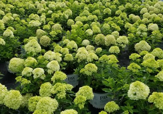 Little Lime Hydrangea