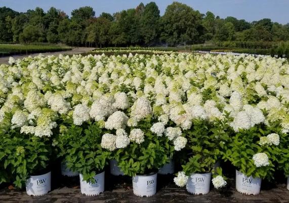 Limelight Hydrangea