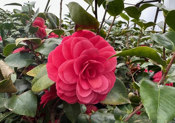 Early Wonder Camellia