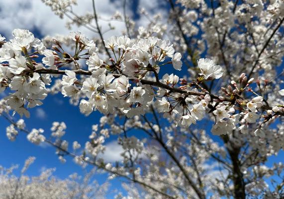 Yoshino Cherry blossom.jpg