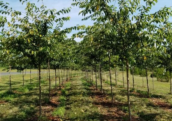 Field Grown Trees