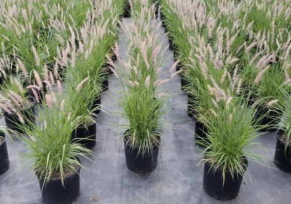 Karley Rose Fountain Grass