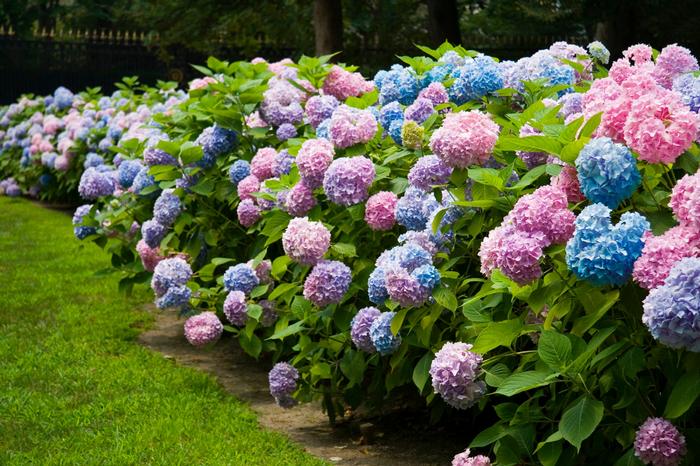 Hydrangea macrophylla Endless Summer® The Original