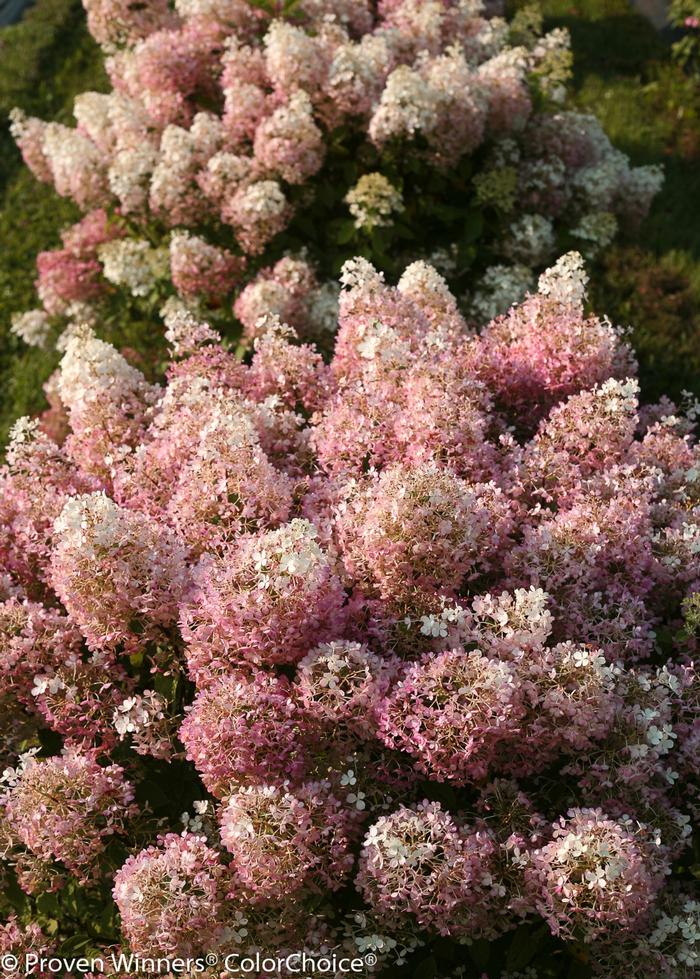 Hydrangea paniculata Bobo®