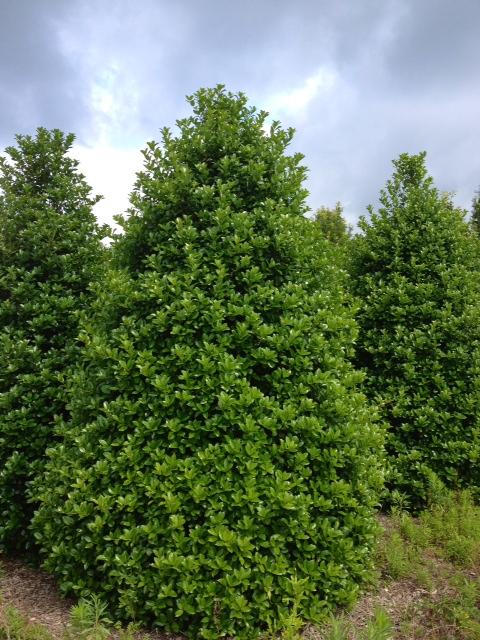 Ilex 'Emily Bruner' - Holly from Gilmore Plants