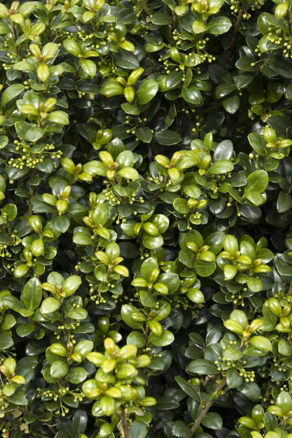 Ilex crenata 'Steeds' - Japanese Holly from Gilmore Plants