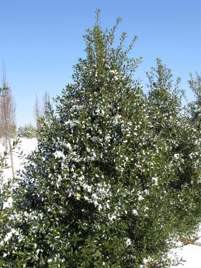 Ilex x attenuata Fosteri