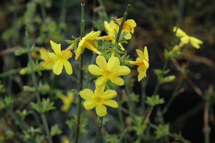 Jasminum nudiflorum
