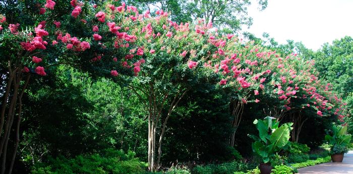 Lagerstroemia indica x fauriei 'Tuscarora'